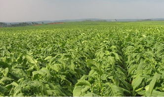 煙草大王退休，煙草專業(yè)為何依舊火熱？