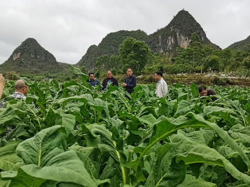 科技賦能綠色發(fā)展——廣西煙草商業(yè)'十三五'以來煙葉生產(chǎn)科技創(chuàng)新工作側(cè)記